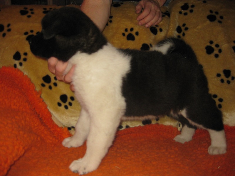 Puppies